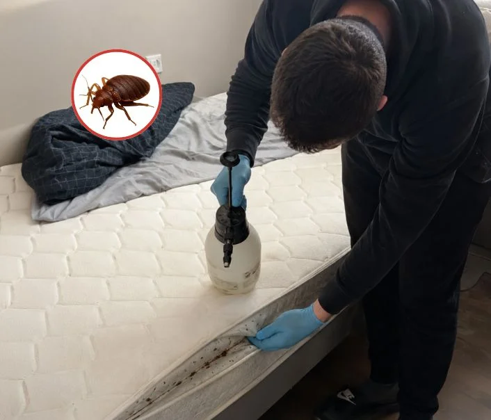 Technicien traitant un matelas contre les punaises de lit à Bois-le-Roi